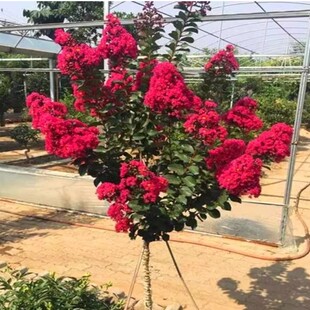 ��ޱ������Լt�����ޱ������ͥԺ���ܾG�����̘��������ͺ�ֲ��