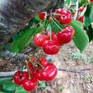 Red Light Cherry Saplings, Dwarfed Cherry Saplings, Potted Ground Planting, Grafted Fruit Saplings, Planted in the South and North, and the Results of the Year