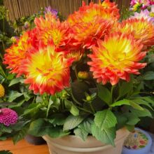 �ذ�������������ļ��_���҃��̨ͥԺ���^�pֲ�����B����С����