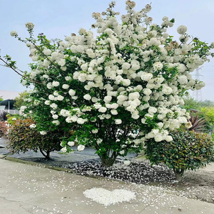 Chinese Hydrangea Potted Plant with Large White Flowers for Garden Landscape