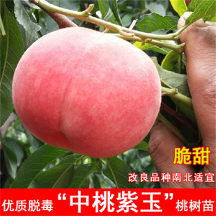 ����޽����2̖�Ҙ����S��ë��Ҙ����̖�S������ͺ�ͥԺ�Nֲ