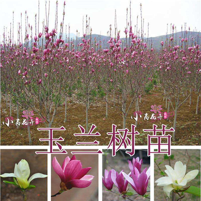 庭院行道绿化开花树苗木玉兰树苗盆栽地栽嫁接苗红色二乔玉兰乔木