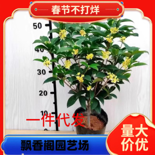 һlļ𻨘ͺ̨𵤹ͥԺϘͻ