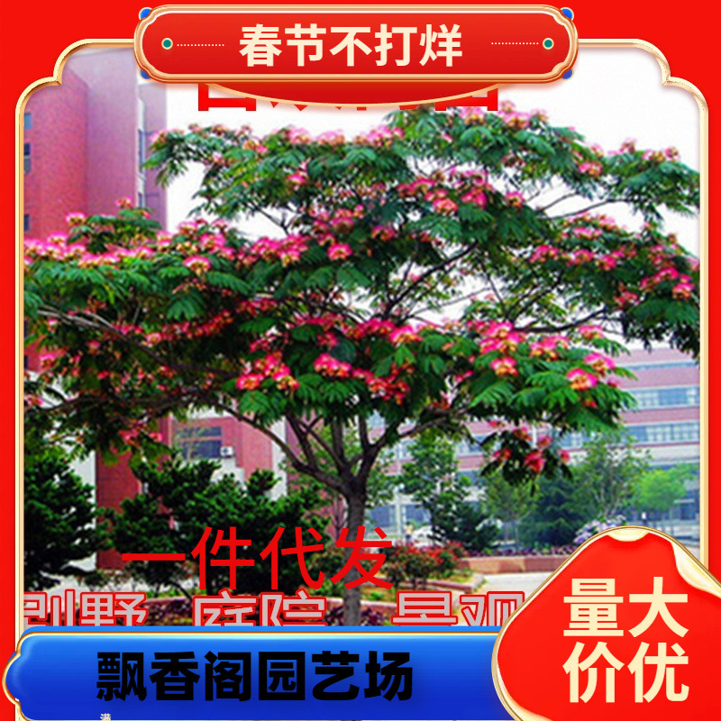 一件代发合欢花树苗绒花树南北方庭院别墅植物盆栽风景彩色树绿化