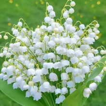 ��m�������ԷN���ѷN���ļ��_������ֲ���҃��⻨�ͺ��̓�