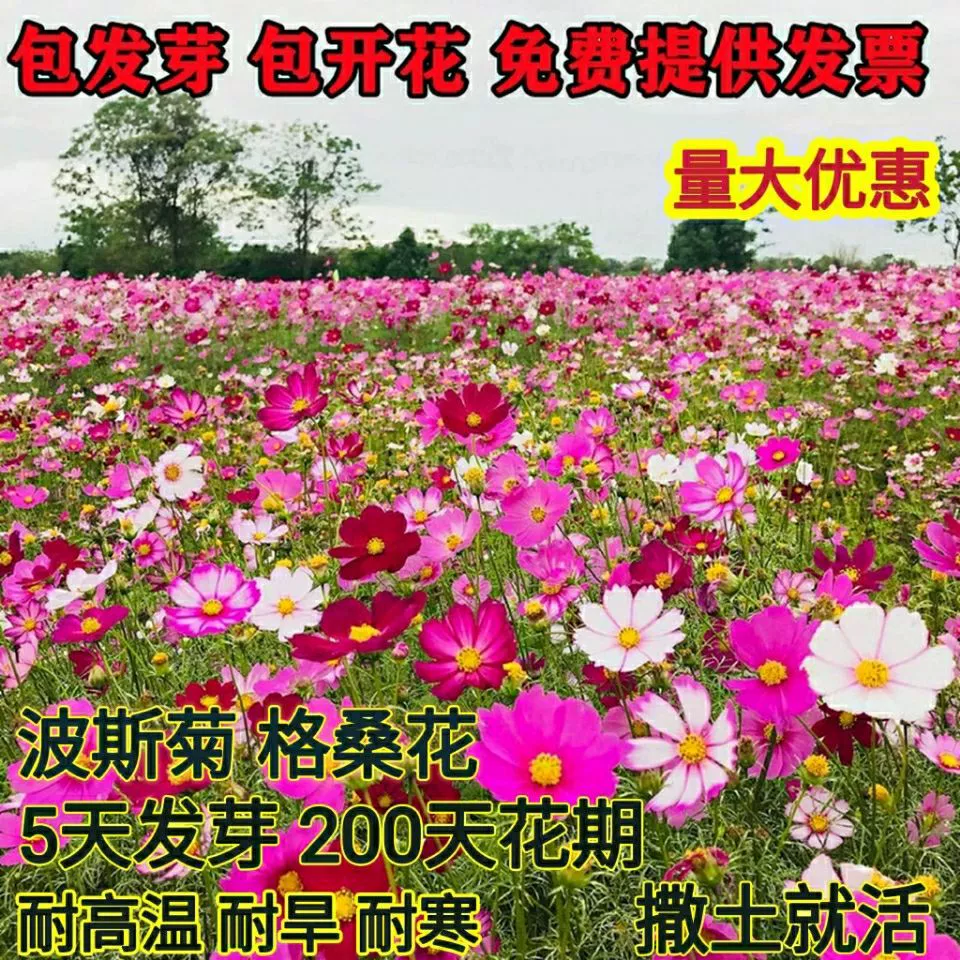 Космос семян гесанг цветок семена четыре сезона цветения легко жить цветок семена двор открытый цветок дикий цветок сочетание семян