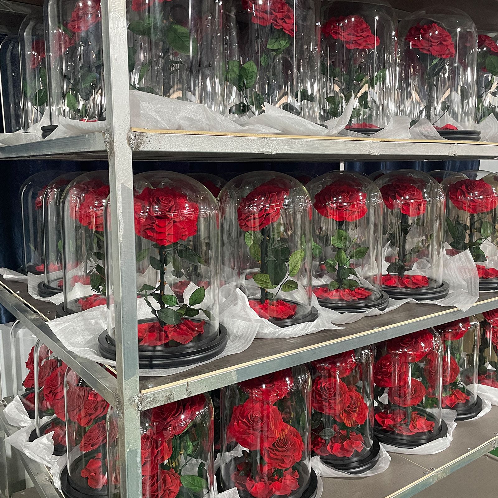 Flor inmortal rosa gran príncipe cubierta de vidrio productos terminados regalos creativos del día de San Valentín Amazon venta caliente adornos de flores inmortales