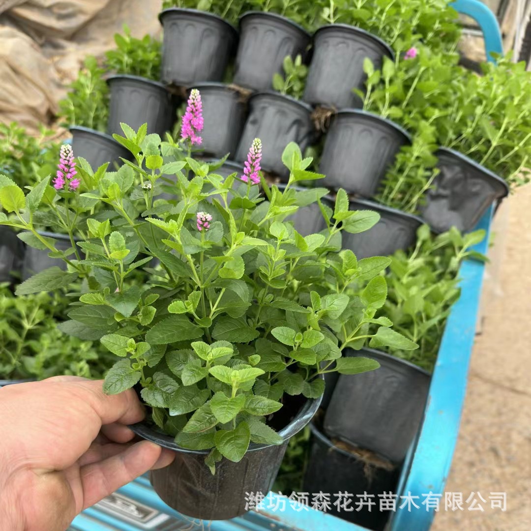 婆婆纳 马路边花盆绿化阿拉伯婆婆纳种子护坡耐寒耐阴宿根草坪花