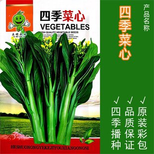 �ļ����ķN�ӏV�|��������Ĵ֗l������@�����ﶬ����Ʒ�߲˷N��