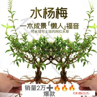 �G�~���쾰ˮ��ˮ��÷�҃ȾGֲˮ��ֲ������Ϙ�ˮꑸ�