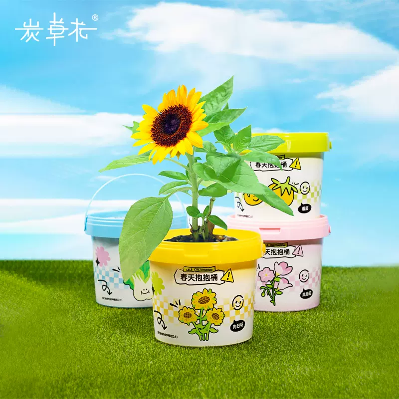 小学生种植小盆栽花卉植物种植室内桌面小摆件礼品批发迷你