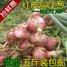 新鲜洋葱湖北特产葱头红皮白葱扁葱蔬菜瓜果3斤5斤