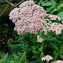 ��ݷN���ļ����ѷN�ѻI���ѻ��N5