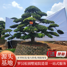 园林植物苗木绿化树造型罗汉松乔木庭院盆景迎客松30cm特殊造型