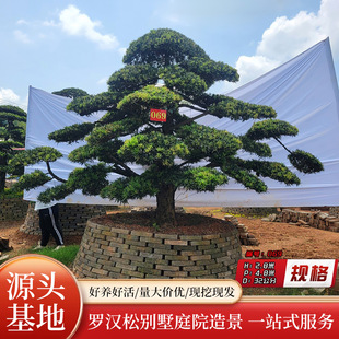 �@��ֲ����ľ�G���������_�h�Ɇ�ľͥԺ�辰ӭ����30cm��������