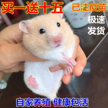 包邮小宠物仓鼠宝宝金丝熊宝宝布丁紫仓奶茶眼圈熊粮食笼子