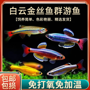 ��녽�z�~С����ˮԭ���~�ͺ��ͻ���BȺ�Ο����~�����^�p�~