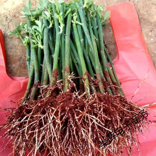 �ֱ�l�o���Nޱ���������¼��ļ��_���ٱ������̨���Դ��׻�