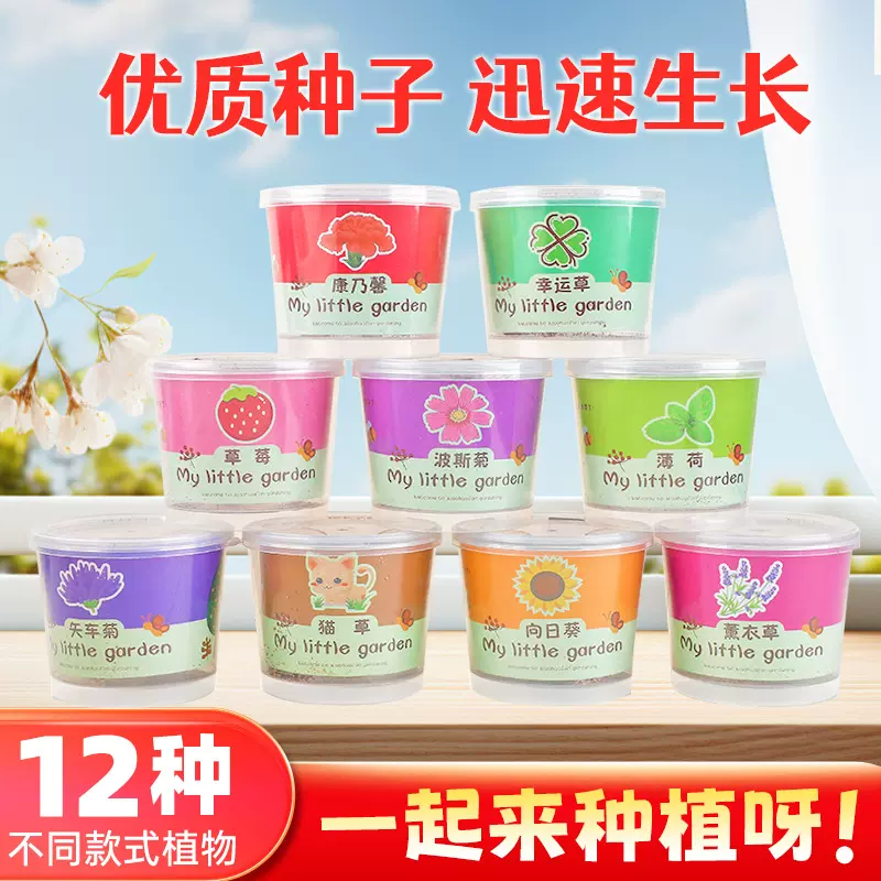 种植小盆栽礼物猫草薄荷种子桌面绿植迷你创意盆栽向日葵草莓种植
