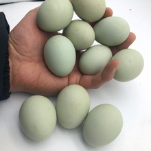 40枚包郵綠殼農家散養土雞蛋青殼雞蛋新鮮