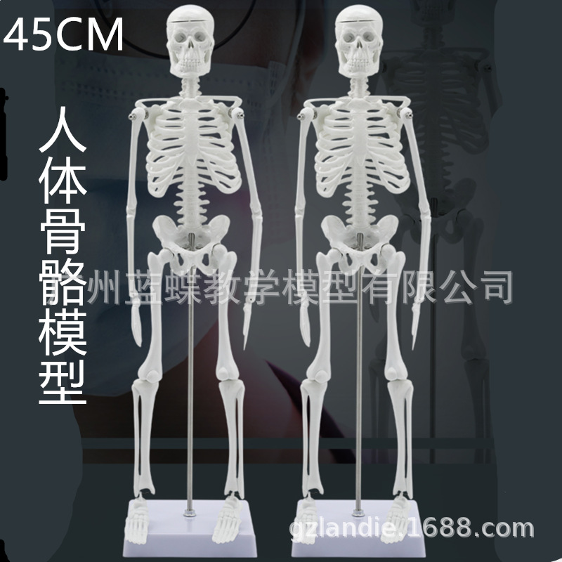 �������ģ��45CM�Ǽ�ģ�����弹��ģ�ͼ�׵ģ�͹������ñ걾ģ��