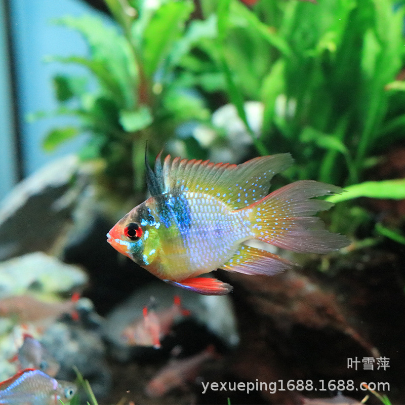 Dutch Phoenix Ball Fish Jinbo Zibao Blue Ball Short Bream Small…