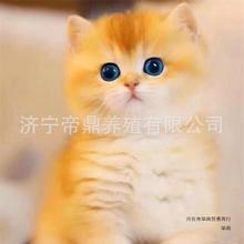 猫咪活体供应英短金渐层猫幼猫缅因猫幼猫活体布偶猫幼猫蓝金渐层