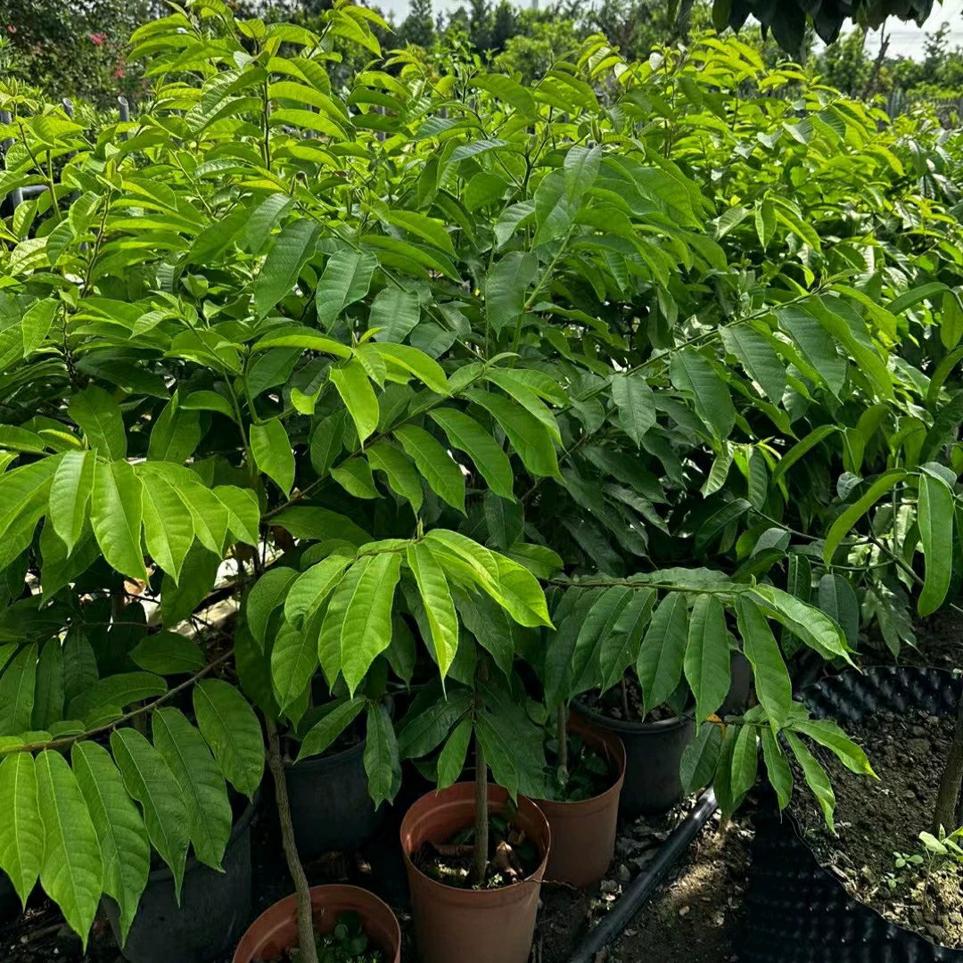 2311 саженцы база снабжения