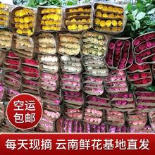 包邮办公室昆明斗南新鲜直发家用基地全国云南直批玫瑰花鲜花速递