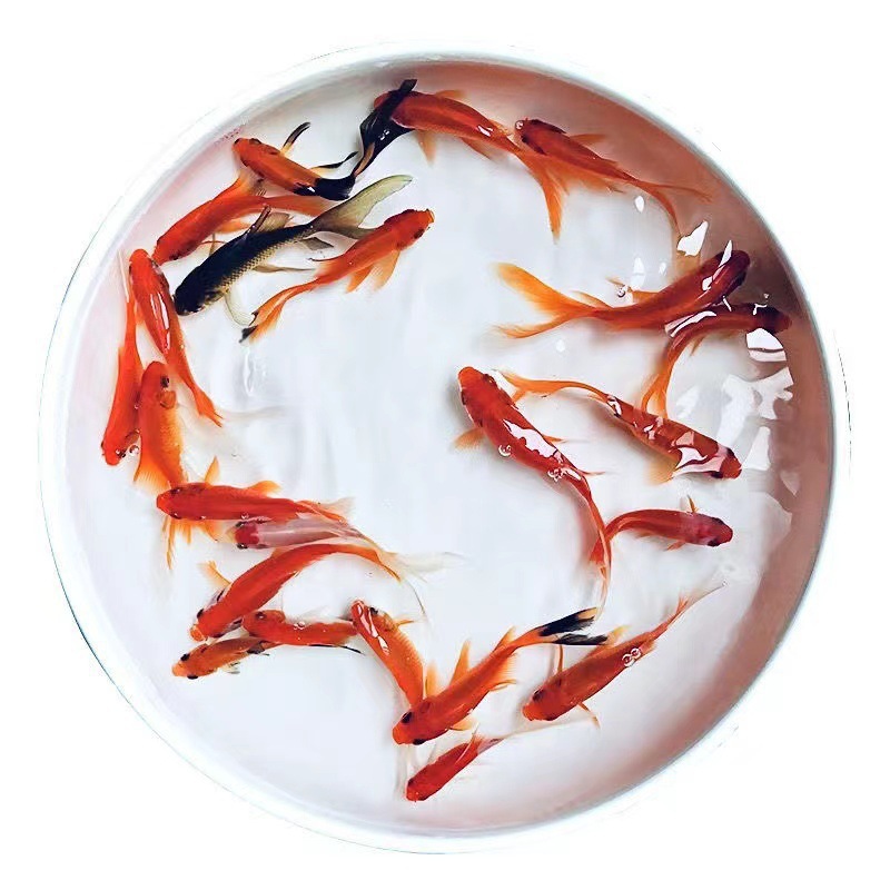 小金魚卸売、活魚、観賞魚、小卸売、鯉、鯉、三色赤白子頭、入門レベルの耐久性のあるヘアエクステンション|undefined