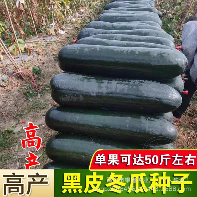 Guangdong Black-Skinned Winter Melon Seeds, Pink-Skinned Winter Melon Seeds, Original Four-Season Vegetable Seeds, Wholesale Vegetable Seeds