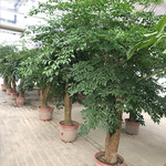 幸福树盆栽 大叶幌伞枫 菜豆树 接骨凉伞 绿宝 园艺绿化花卉盆栽