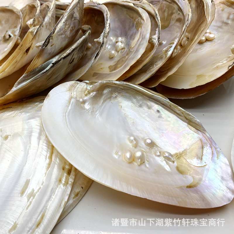 珍珠母贝壳 沾珠蚌壳 工艺母贝 珍珠蚌壳 淡水珍珠蚌壳打磨处理-阿里巴巴