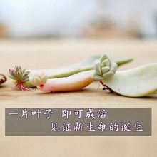 多肉植物多肉叶子 多肉叶插 多肉叶片 多种叶片组合套装 无根培育