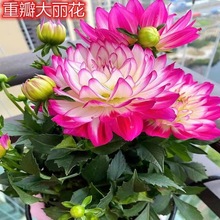 小丽花盆栽小丽菊花苗带花发货阳台庭院花卉植物大丽花多年生绿植