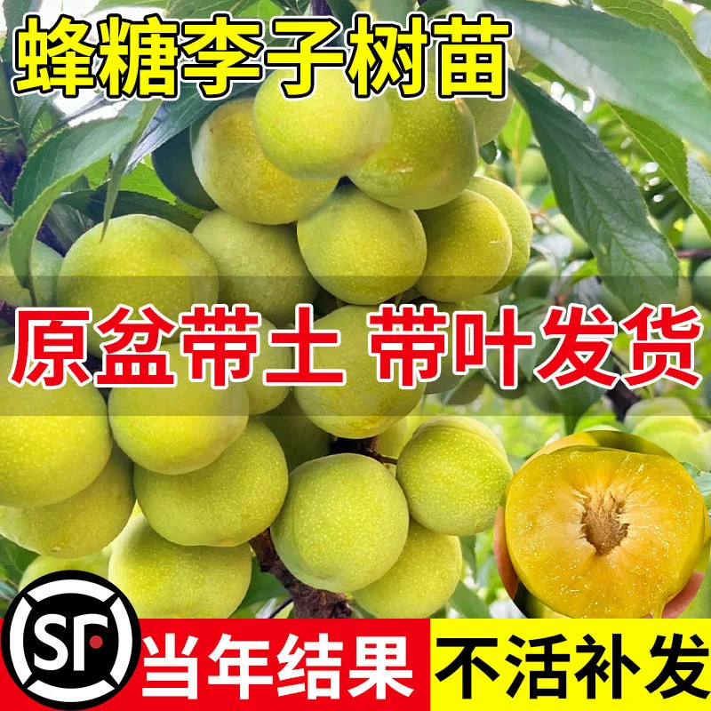 Саженцы сахарной сливы, саженцы плодовых деревьев, горшечная слива Гуйчжоу Санхуа, зеленая хрустящая слива с красным сердцем, привитая для посадки на севере и юге.