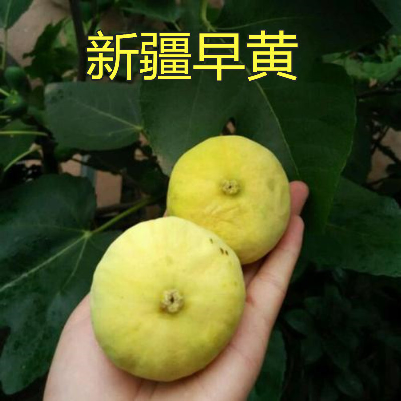 新疆早黄波姬红无花果树盆栽地栽无花果苗庭院果树南北方种植当年