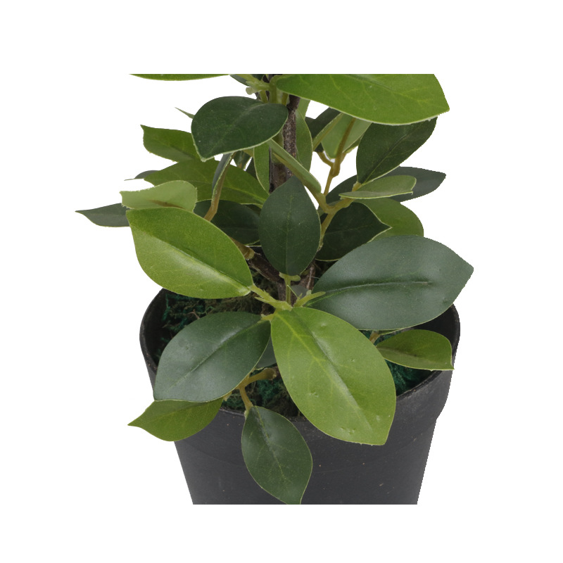 XRS-156 迷你榕叶4号盆栽87叶0 (1).jpg