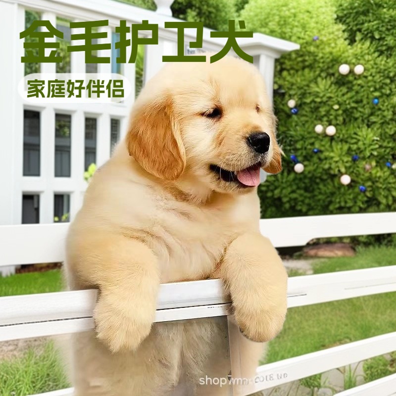 Large Golden Retriever Puppies, Live Dogs, Puppies, Live Dogs, Purebred Guard Dogs, Working Dogs, Pet Companion Dogs
