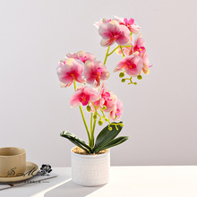 15�����������Է��滨ʱ�д��⻨��װ�ΰڼ�������ֲ����С�辰