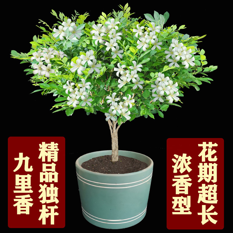 Nine-Mile Incense Flower Potted Four-Season Saplings Old Pile Seven-Mile Incense Seedlings Easy to Grow and Bloom Strong Fragrance Indoor Balcony Courtyard Plants Nine-Mile Incense Flower Potted Four-Season Saplings Old Pile Seven-Mile Incense Seedlings Easy to Grow and Bloom Strong Fragrance Indoor Balcony Courtyard Plants