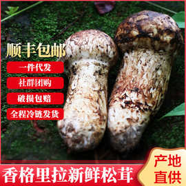 2026云南香格里拉未开伞新鲜松茸现货批发 顺丰冷链空运包邮发货