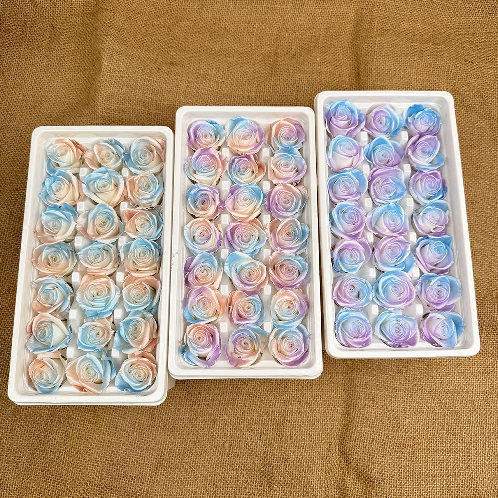 Rosa degradada eterna A+ con efecto degradado de color azul hielo, rosa seca triturada, flor preservada, fabricante de Yunnan, venta al por mayor.