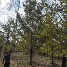 重庆贵州四川银杏树12公分银杏树15公分银杏树18公分银杏树20公分