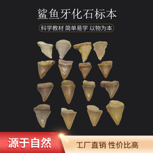 天然鲨鱼牙化石裸牙海洋动物牙齿玩具礼物化石标本装饰品吊坠挂件