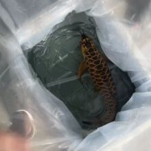 ������̖��ˮ����������b�d���~�\ݔ����ˮ�匣�ô��ӼӺ��b�~��