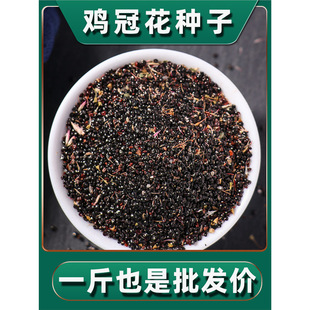 �u�ڻ��N��ɢ�b�u���ӻ��N�ӻ��������紺���＾�ļ�ͥԺ�̨���N