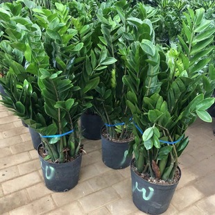 ���X�����ԾGֲ ѩ�F�� ���Pľ ������ ���F�� ����҃Ȉ@ˇֲ��