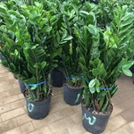 金钱树盆栽绿植 雪铁芋 龙凤木 泽米芋 美铁芋 耐阴室内园艺植物