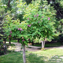 香花槐树苗富贵树槐小苗红花槐树庭院南北方种植当年开花洋槐树苗
